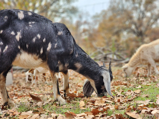 several happy healthy goats enjoy grazing on a cool fall day