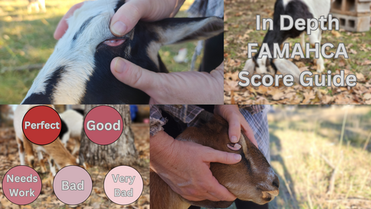 Understanding FAMACHA Scoring for Goats: A Comprehensive Guide