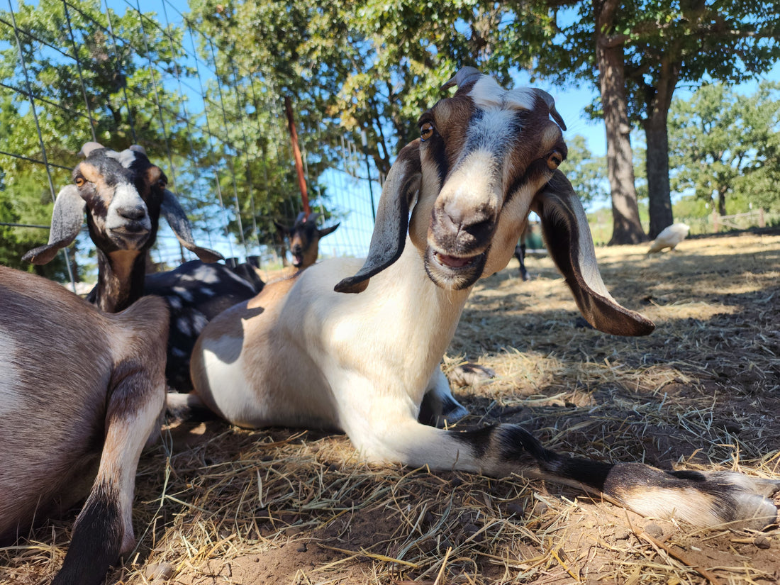 Understanding Mineral Antagonists in Goats: A Comprehensive Guide