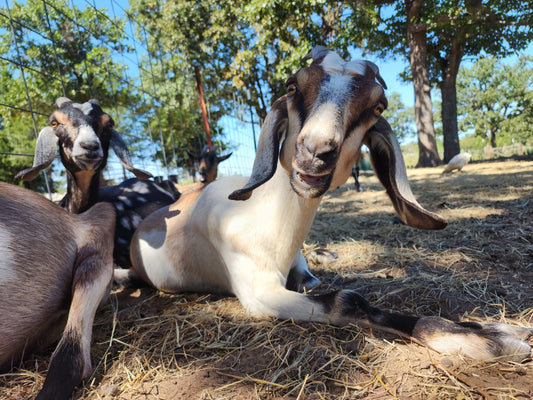 Understanding Mineral Antagonists in Goats: A Comprehensive Guide